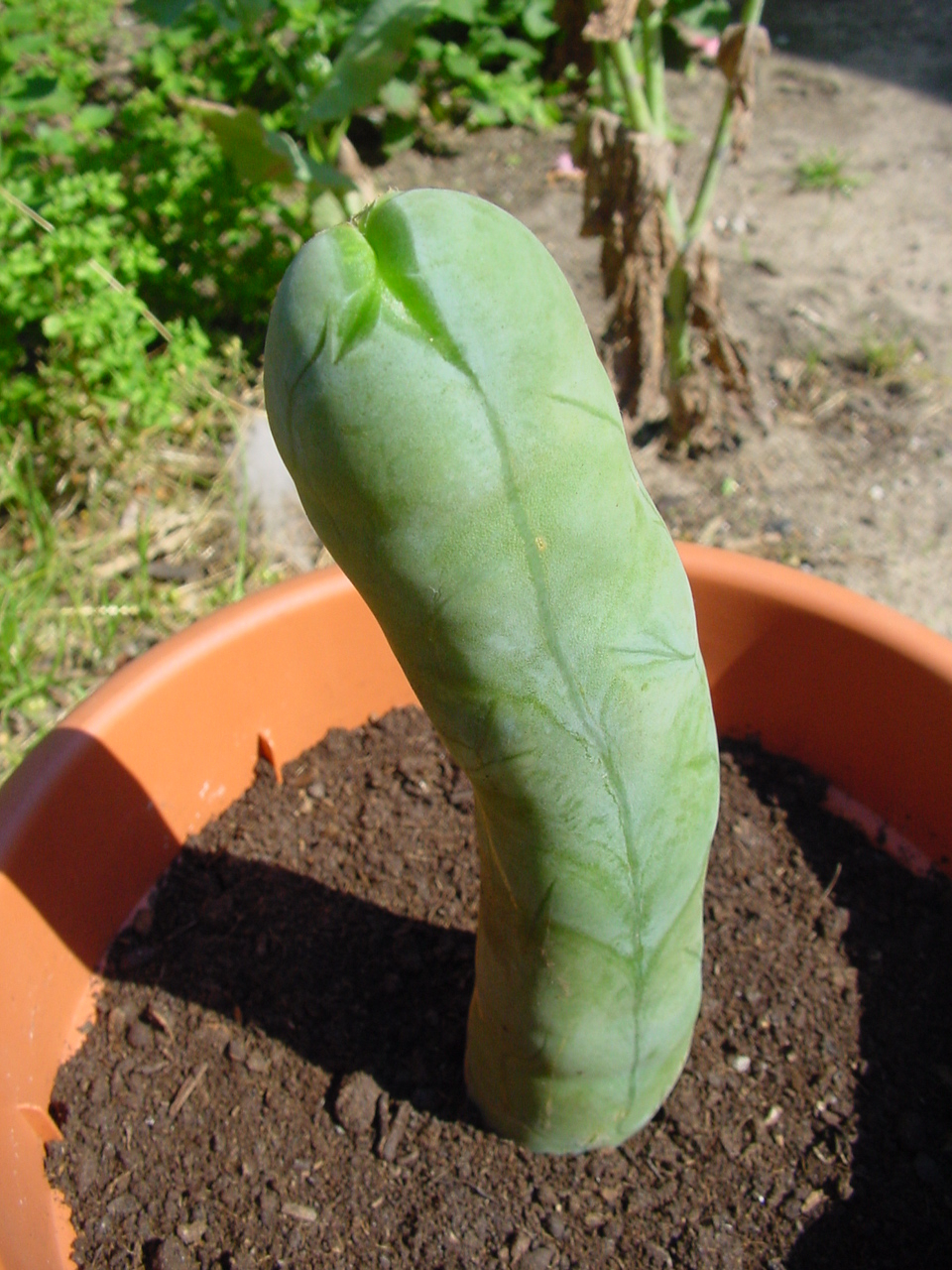 Penis Plant.